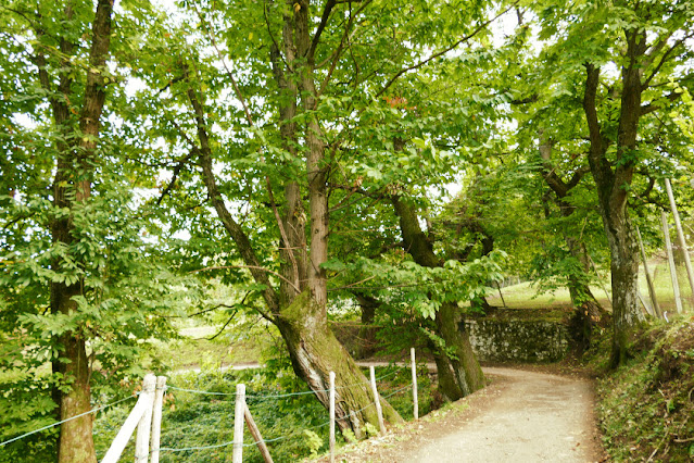 autunno in trentino foliage