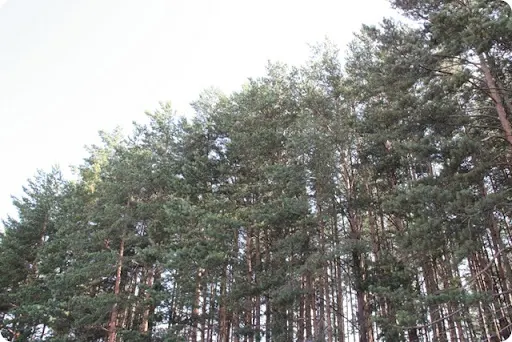 seliger_2011_07_12_0002