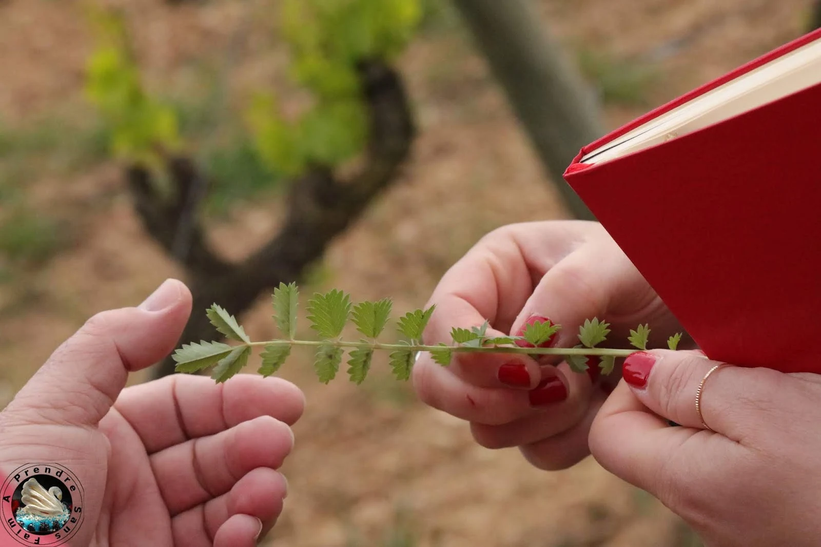 Visite et dégustation de vins à Vinyes Domènech - Capçanes