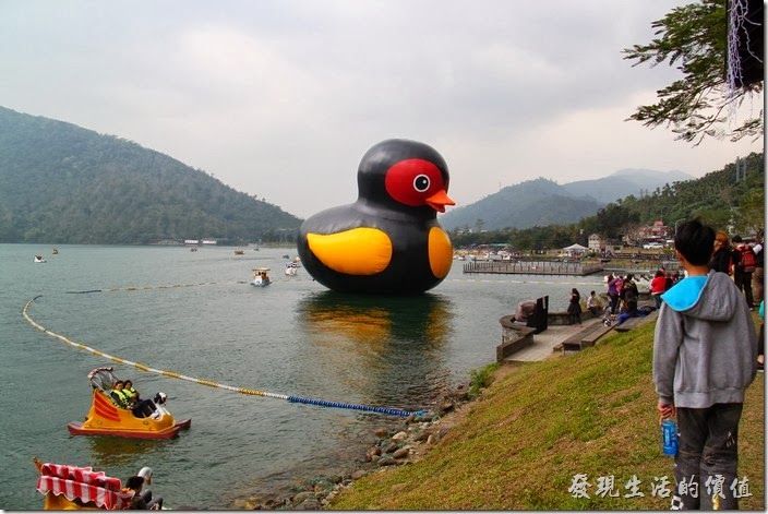 花蓮縣鯉魚潭的「紅面番鴨」有著本土的橘色的嘴巴、黃色的胸、紅色的臉、黑色的皮膚，模樣一樣超可愛。