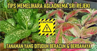 Tips Memelihara Aglaonema Sri Rejeki. Tanaman Yang Dituduh Beracun dan Berbahaya