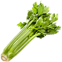 Image result for Celery has negative calories. It takes more calories to eat a piece of celery than the celery has in it to begin with.