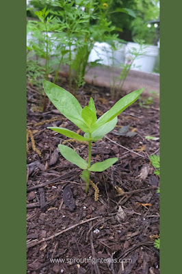 Want bushier Zinnias? You need to pinch them!