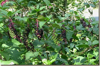 09 12 Pokeweed