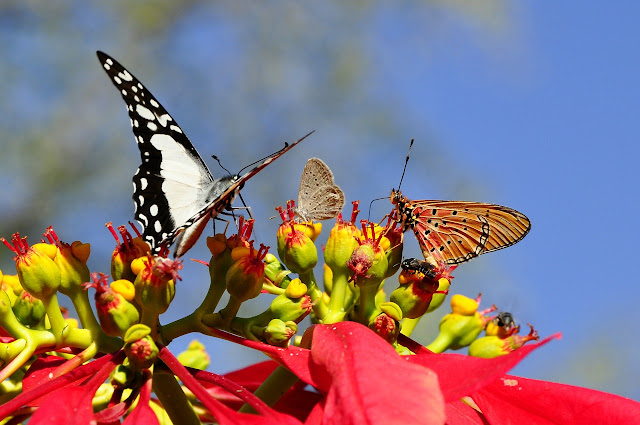 Borboletas e mariposas são insetos que, quando ainda na forma de larvas, criam casulos, onde irão se desenvolver até sair na fase adulta já com asas. Algumas lagartas de mariposa fazem buracos no chão, onde ficam até se tornarem mariposas adultas. Os fósseis mais antigos conhecidos de borboletas são de 40-50 milhões de anos atrás.