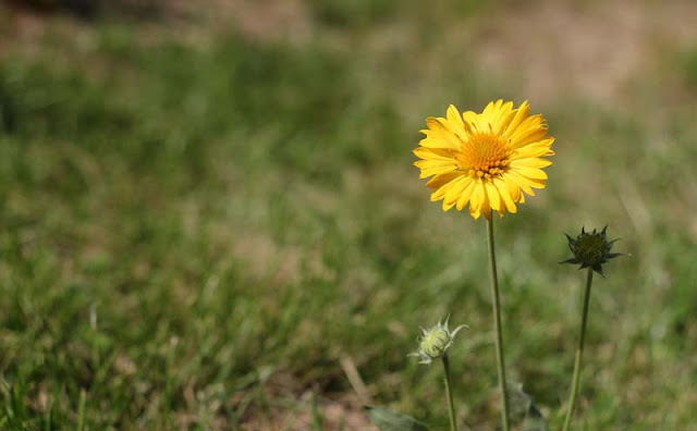 Gaillardia Grandiflora Mesa Yellow Flowers