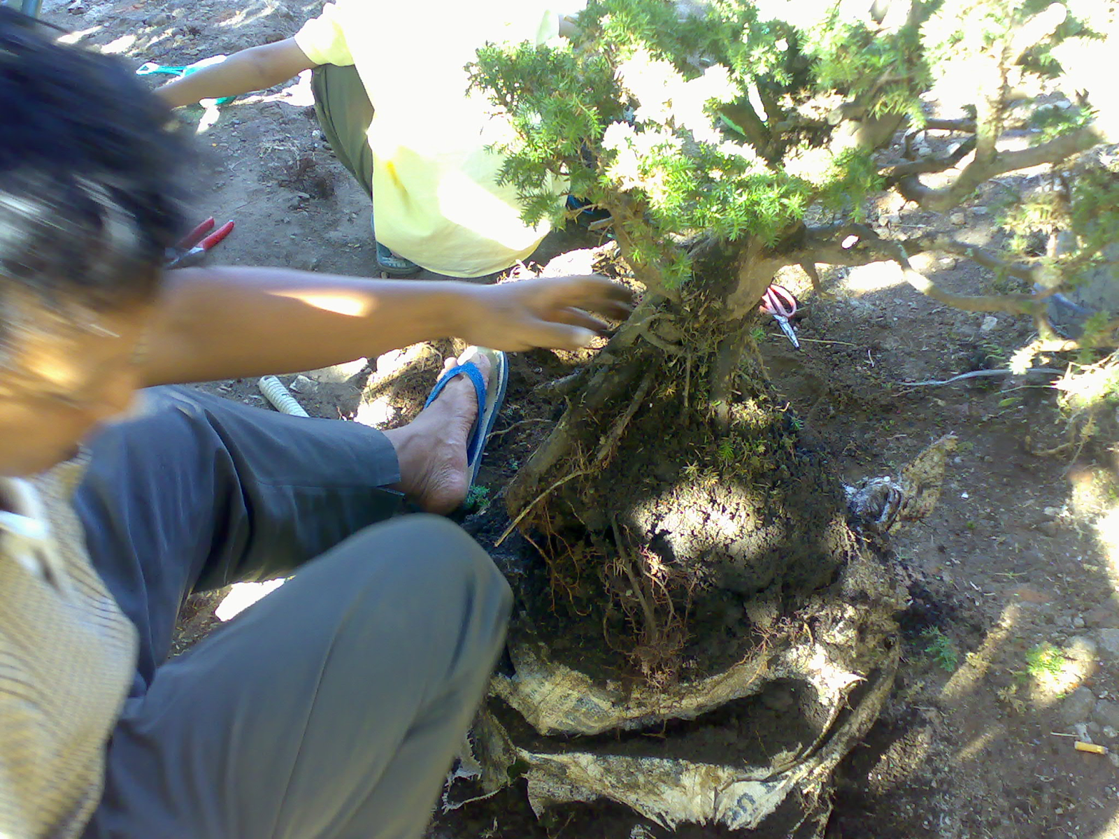 Cara Sederhana Membuat Bonsai Beringin