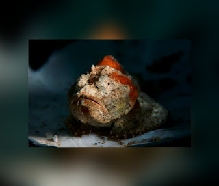 This is an illustration of a Stonefish (One of the most dangerous marine creatures)