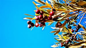gambar buah dan pohon zaitun