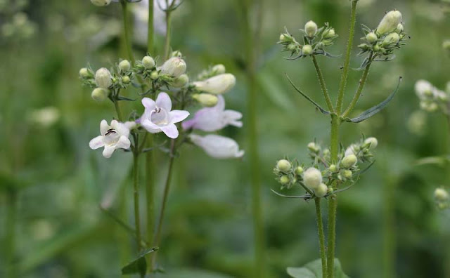 Foxglove Beardtongue Flowers Pictures