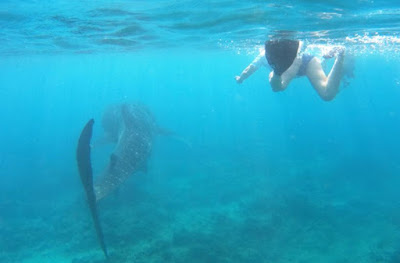 Nadando con el Tiburón Ballena en Dhigurah, Maldivas.