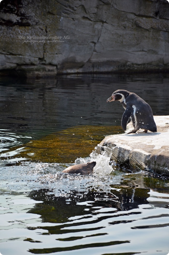 Wremen 29.07.14 Zoo am Meer Bremerhaven 15 Humboldtpinguine