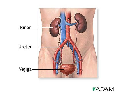 excretory system in humans. 2009Posted by Someone. excretory