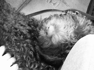 black & white shot of Alfie's head as he lies between the car seats on the way home, eyes half closed