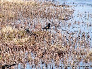 Common Grackles