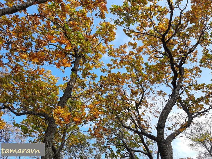 Дуб монгольский (Quercus mongolica)