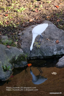 餌探しをするコサギの写真