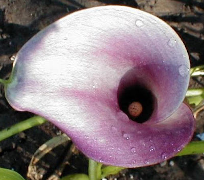 Calla Purple Splendor