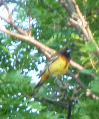 yellow, brown, and black oriole