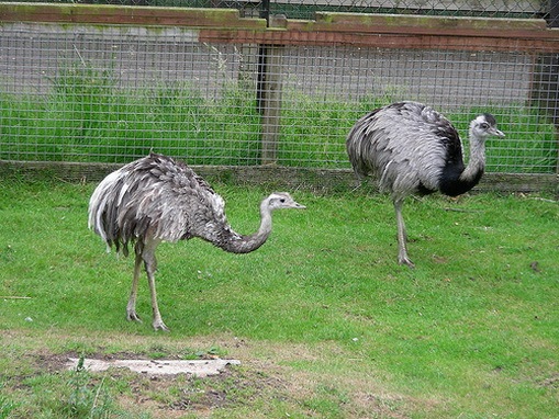Rheas