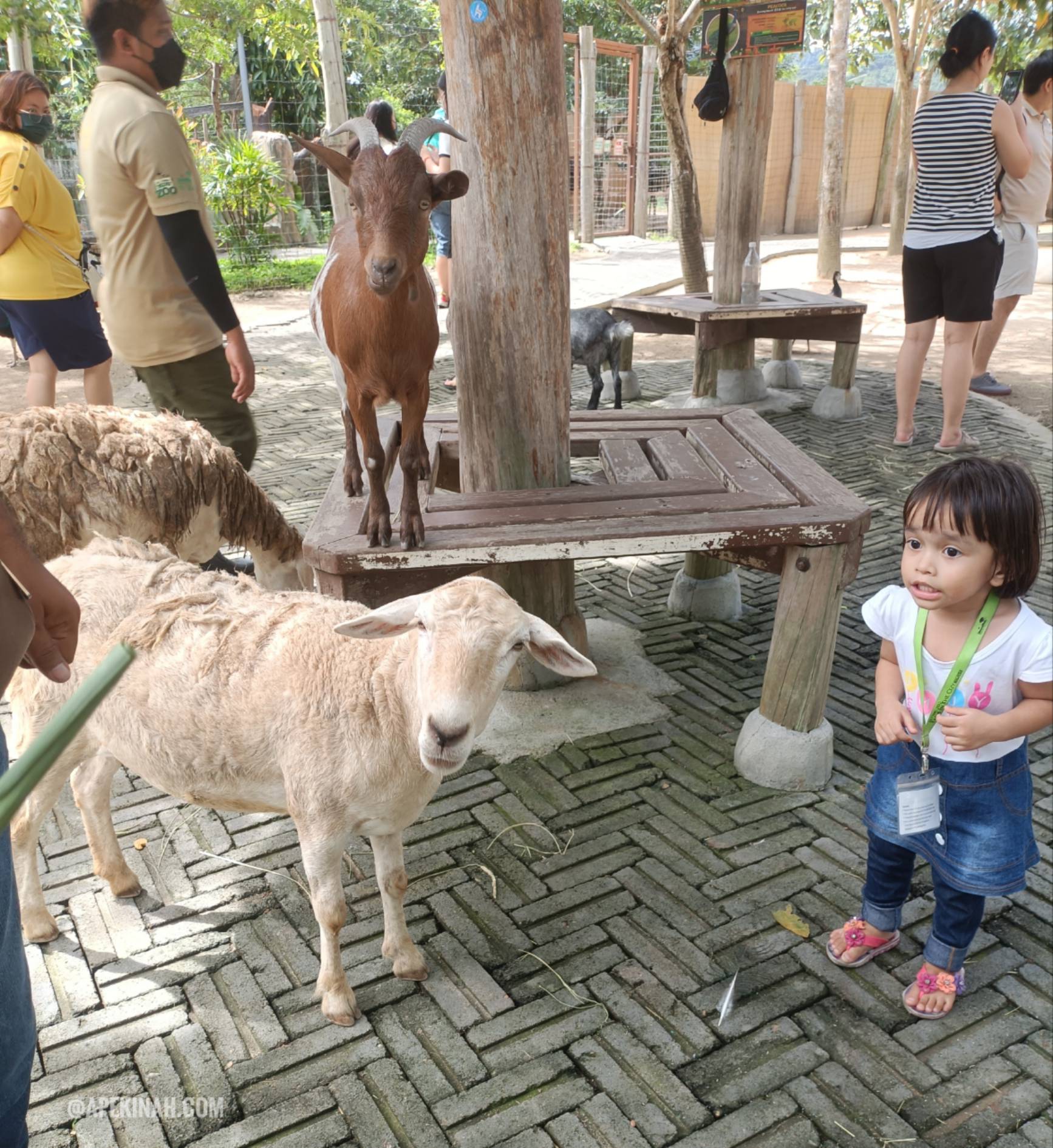 Pengalaman Bawa Anak-Anak Ke The Bentong Farm