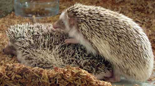  Landak  Mini  hedgehog Hewan  Peliharaan 