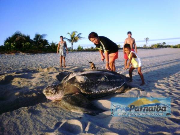 Tartaruga gigante é flagrada desovando em Barra Grande