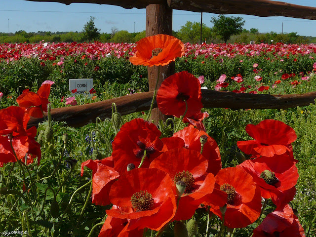 A wooden fence row of scarlet red poppies is brilliant in the foreground and a field of mixed poppies, reds, pinks and whites, in the background.