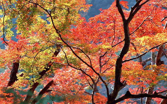 Árboles de Otoño - Autumn Trees