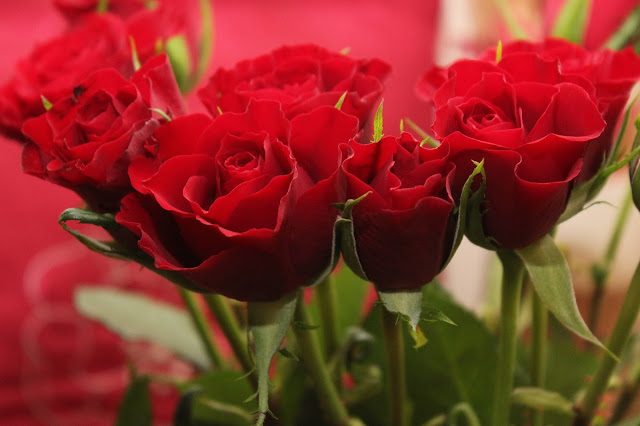 Red flower roses