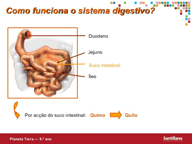 COMO FUNCIONA O SISTEMA DIGESTIVO