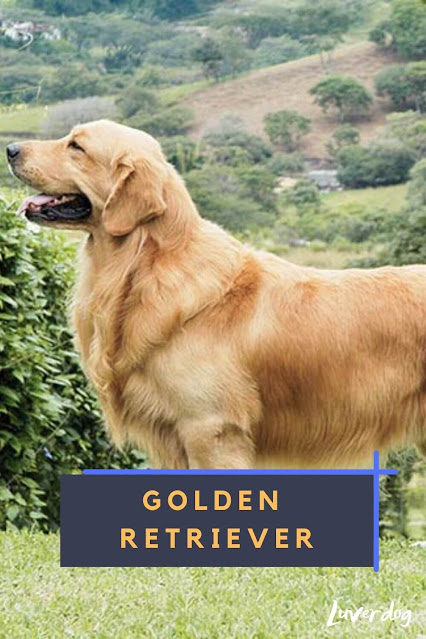 Golden Retriever