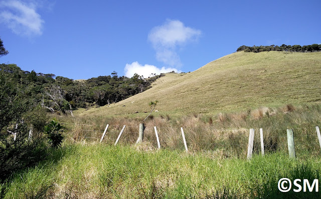 Photo de champs à Wainamu Waitakere Regional Park Auckland Nouvelle-Zélande