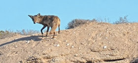 Coyote that is a frequent visitor at our camp