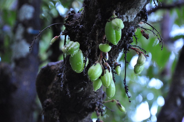 Belimbing Wuluh (Belimbing Sayur)