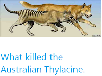 https://sciencythoughts.blogspot.com/2012/05/what-killed-australian-thylacine.html