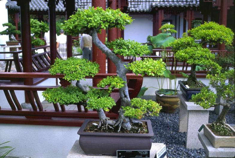 pohon bonsai