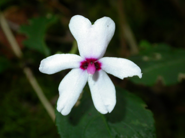 Impatiens javensis