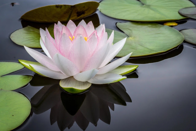 Dicas e cuidados sobre a flor de Lotus