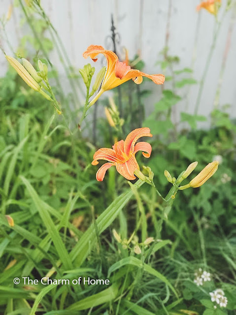 Native Daylily