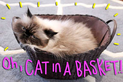 cat-in-basket-01