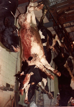 cruelty on animals. animal cruelty testing