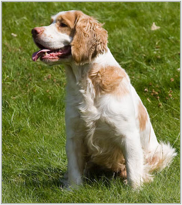 Clumber Spaniel Dog Picture