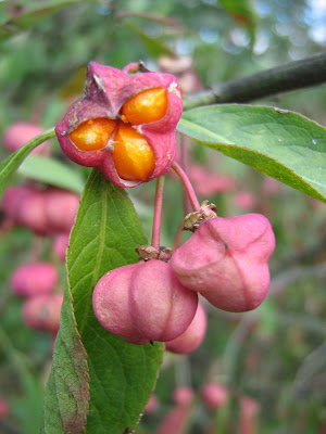 brslen evropský, Euonymus europaus