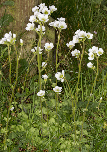 Meadow Saxifrage, Saxifraga granulata.  Hayes churchyard.  4 May 2015.