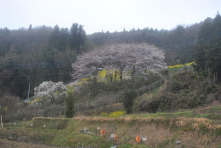 中里発電所と桜と菜の花