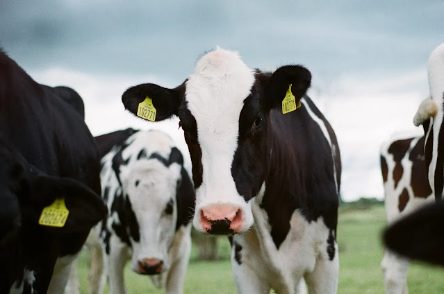 El estrés térmico en las vacas lecheras perjudica la salud de los terneros