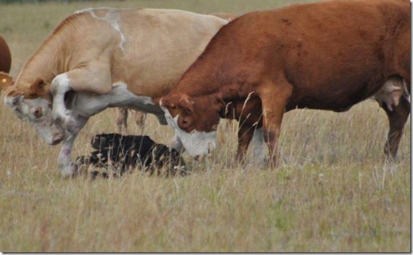 Vacas vs Urso (4)