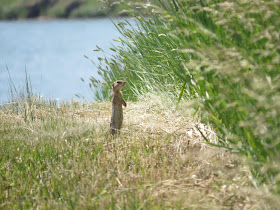 thirteen lined ground squirrel standing on burrow