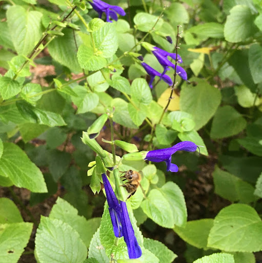 Carpenter Bees,beekeeping,bee,nectar robbing,salvia,foraging